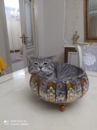 Байсангурова Аниса